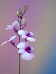 Closeup macro petals white purple orchid flower cooktown ,Dendrobium bigibbum plants and soft focus...