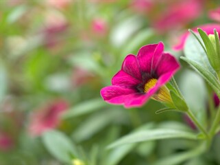 Obraz premium Closeup pink petunia flower plants in garden with water drops and green blurred background ,soft focus ,macro image ,sweet color for card design