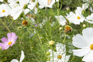Obraz premium Cosmos flowers blooming in autumn