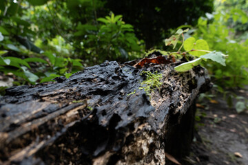 Moss growing on an old rotting tree