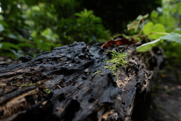Moss growing on an old rotting tree