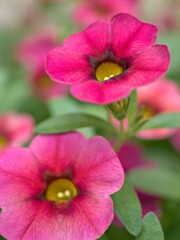 Closeup pink petunia flower plants in garden with water drops and green blurred background ,soft focus ,macro image ,sweet color for card design
