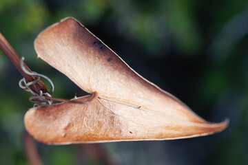 autumnal heart in leaf. autumunal ackground. heart shaped leaf. detais in nature. brown leaf close up