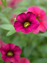 Fototapeta premium Closeup pink petunia flower plants in garden with water drops and green blurred background ,soft focus ,macro image ,sweet color for card design