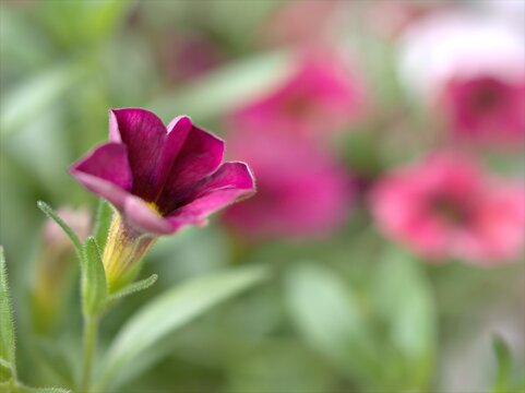 Closeup pink petunia flower plants in garden with water drops and green blurred background ,soft focus ,macro image ,sweet color for card design