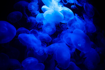  Jellyfish in blue water . Diving deep in the ocean . Relaxation aquatic background © Leilani