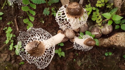 mushroom in the forest