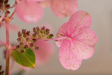 Hydrangea paniculata quick fire macro