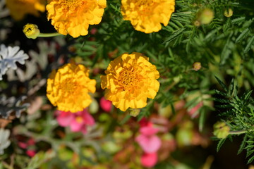 flowers in the garden