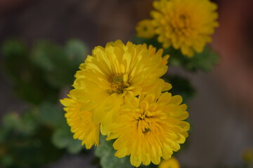 Yellow Fall Flower