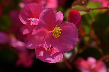 Fototapeta na wymiar close up of a flower