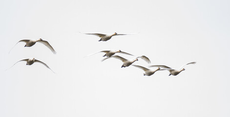 Flock of Tundra Swans in Flight on a Gray Winter Day