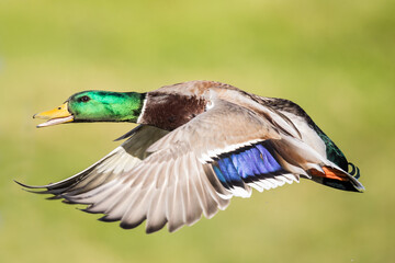 Beautiful Iridescent Green and Blue Feathers Glow in Bird In Flight Mallard Duck Image