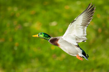 Beautiful Bird In Flight Mallard Duck Image