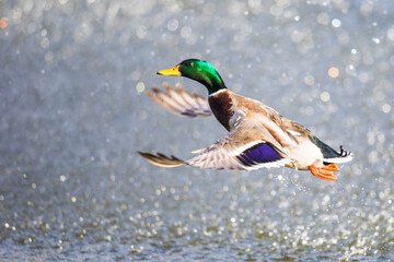 Obraz premium Colorful Male Drake Mallard Launches Into Flight From a Pond