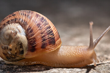 grin snail close up. details in nature. close up of a snail. beautiful creature in nature. Close up...