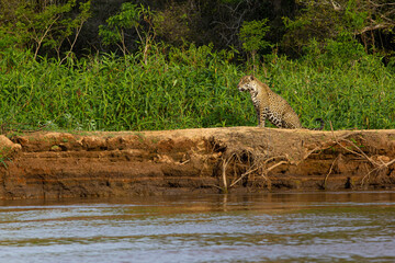 Jaguar - Pantanal, MT, Brazil