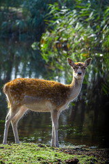 Naklejka na ściany i meble Sika deer jang - Cervus nippon.known as the spotted deer or the Japanese deer.full body.