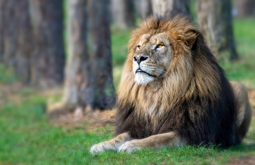 Naklejka na ściany i meble lion laying on the grass and enjoying the warm sun light.