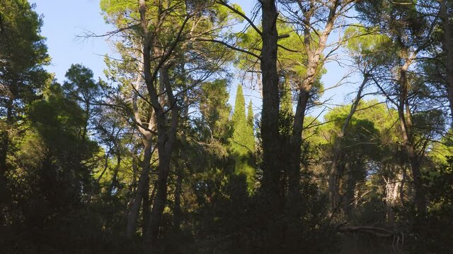 Foresta