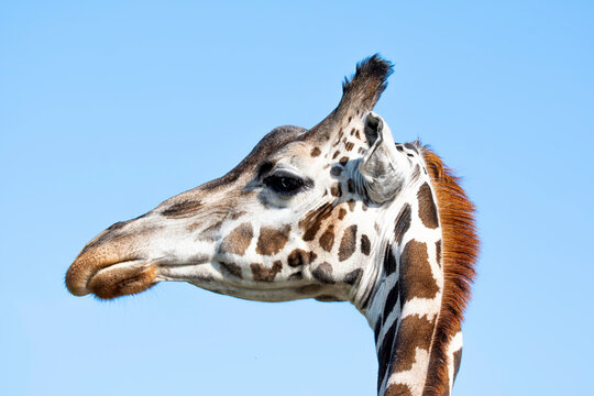 Giraffe head side face portrait in day against blue sky.