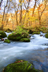秋の奥入瀬渓流・阿修羅の流れ（青森県・十和田市）