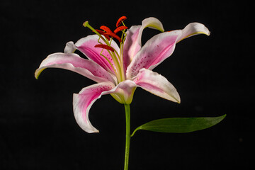 close up of lily flowers