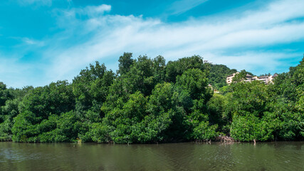 Fototapeta na wymiar Beautiful mangove swamp in Acapulco