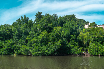 Beautiful mangove swamp in Acapulco