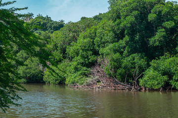 Fototapeta na wymiar Beautiful mangove swamp in Acapulco