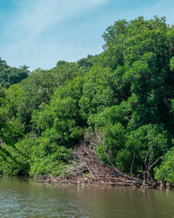 Obraz premium Beautiful mangove swamp in Acapulco