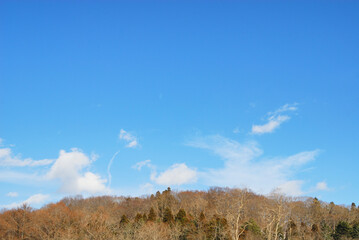 冬 桜 枝 空 つぼみ Wall Mural Wallpaper Murals Kssm Tomo 冬 桜 枝 空 つぼみ Wall Mural Wallpaper Murals Kssm Tomo