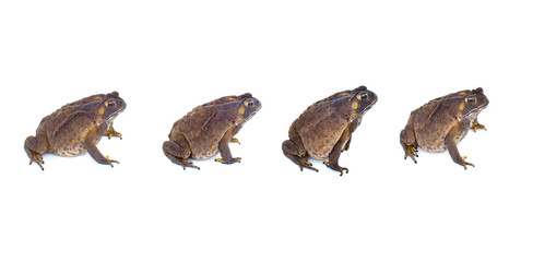 Toad isolated on white background. Clipping path