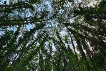forest in the morning, floresta, verde, árvores, folhas, céu, relax