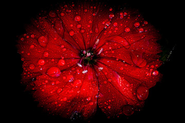 red flower on black background