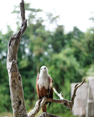 Broken wing Red-backed sea-eagle .This eagle stay on branch of wood for a week and we give him some food in that cup.The predator has a difficult situation