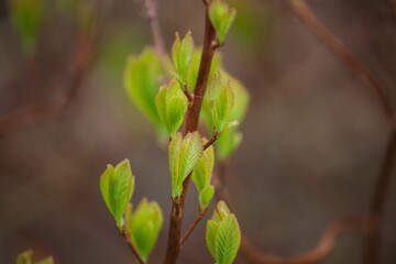 leaves on a tree