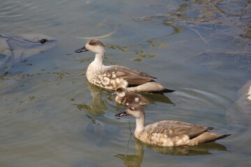 Familia de patos 