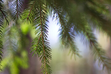 unfocused spruce brunch with blue sky close up