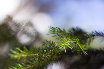 unfocused spruce brunch with blue sky and blurred background close up