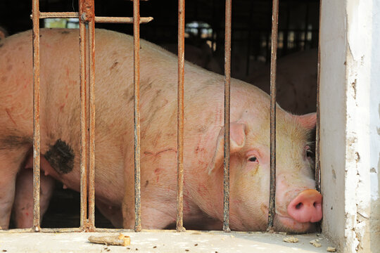 A Fat Pig Looks Out Of The Railing At A Farm In China