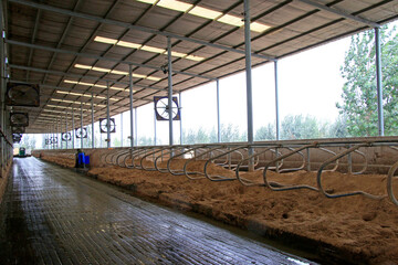 Steel frame structure in dairy farm