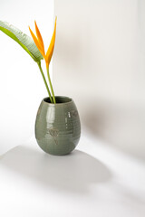 Beautiful pottery pot with bird of paradise flowers inside on white background
