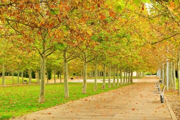 row of autumn trees in the park with green grass and path, lonely, park, green, 