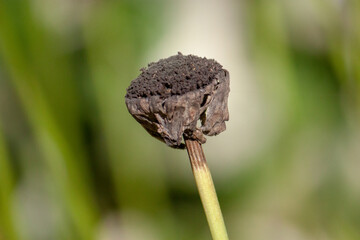 close up of seed