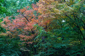 Bright Yellow, Orange, and Gold Leaves in an Autumn Forest Landscape