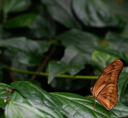 Julia Butterfly with Bright  Orange, White, and Tan Wings on Green Leaves