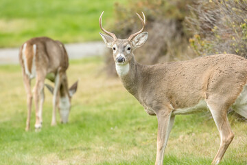 Naklejka na ściany i meble Alert deer in the park.