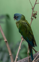 Deep Blue and Green Plumage on a Blue Head Macaw