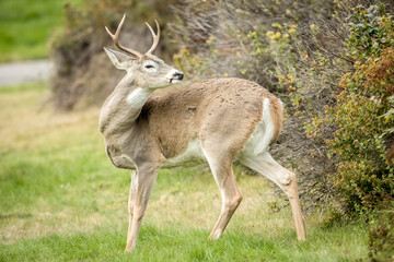 Naklejka na ściany i meble White tail deer in a park.